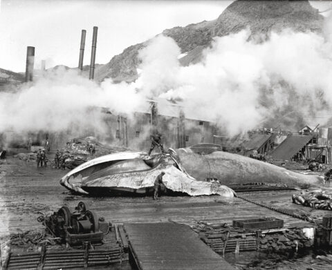 Norsk hvalfangsts brutale historie – med Espen Ytreberg