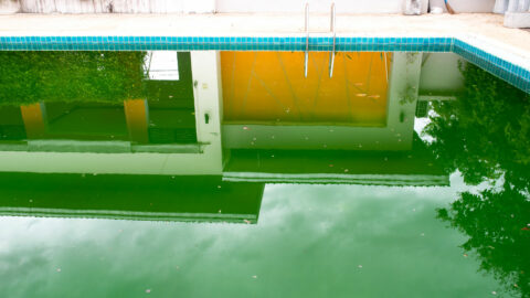 Grønnalgebefengt basseng med synlige trapper og refleksjon av en bygning på vann, som viser forsømmelse eller mangel på vedlikehold.
